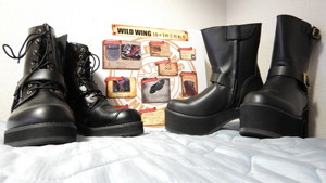 WILD WING