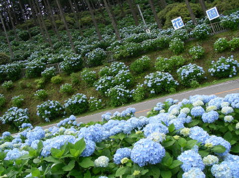 DSCN1231