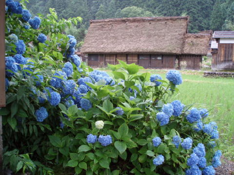 P7100037