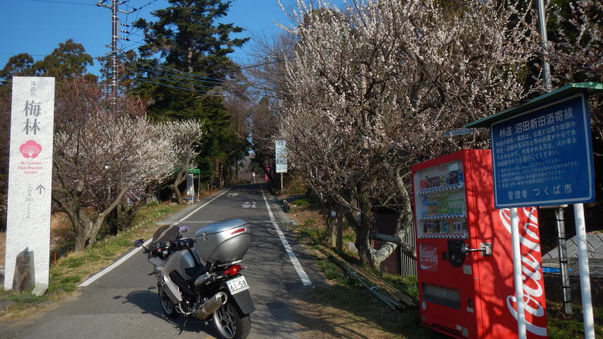 筑波山 梅林2014