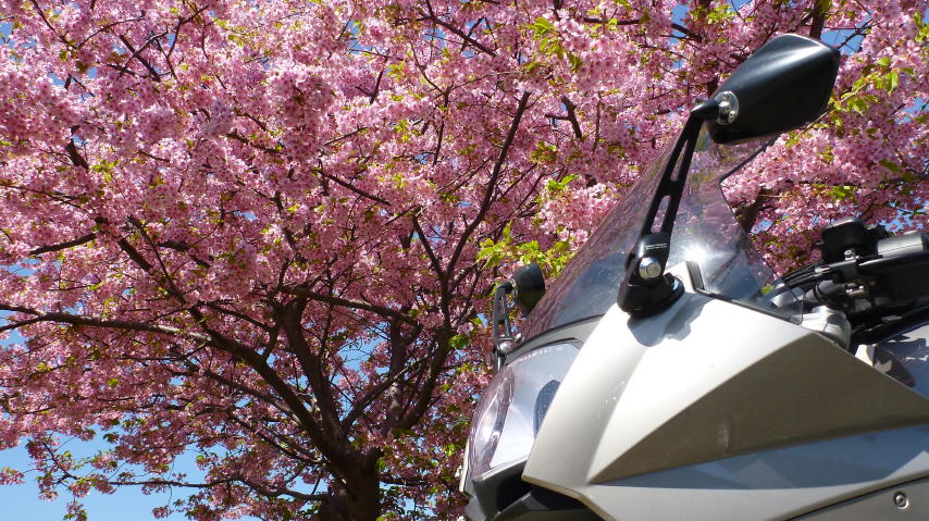 河津桜