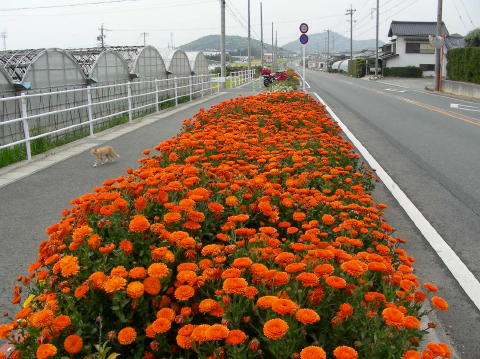 image 006