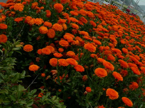 image 009