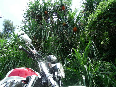 DSCN0521