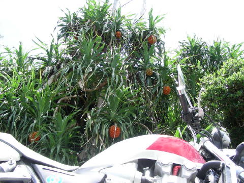 DSCN0523