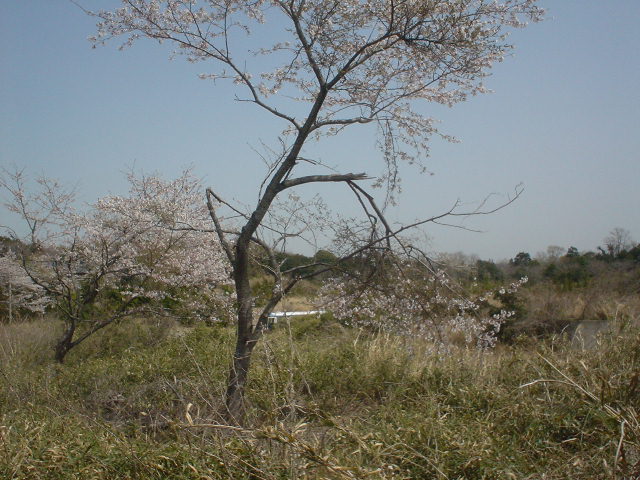 DSC07942