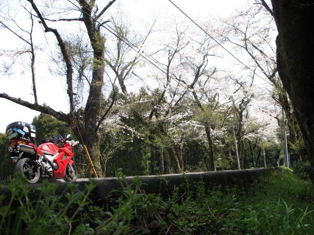 sakura 005