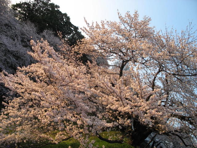 image006