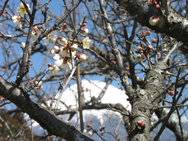image030